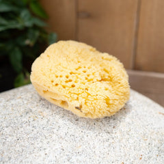 Sea Sponge